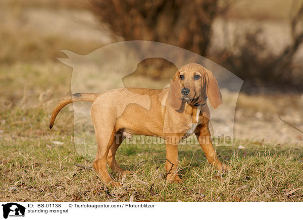 stehender Beagle-Griffon-Mix / standing mongrel / BS-01138