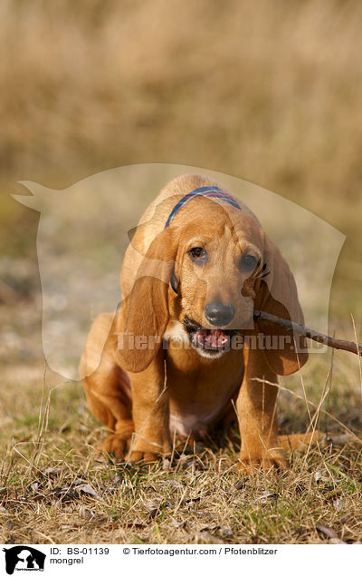 Beagle-Griffon-Mix / mongrel / BS-01139