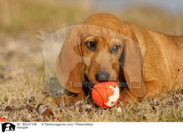 Beagle-Griffon-Mix / mongrel / BS-01146