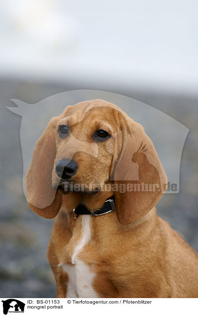 Beagle-Griffon-Mix Portrait / mongrel portrait / BS-01153