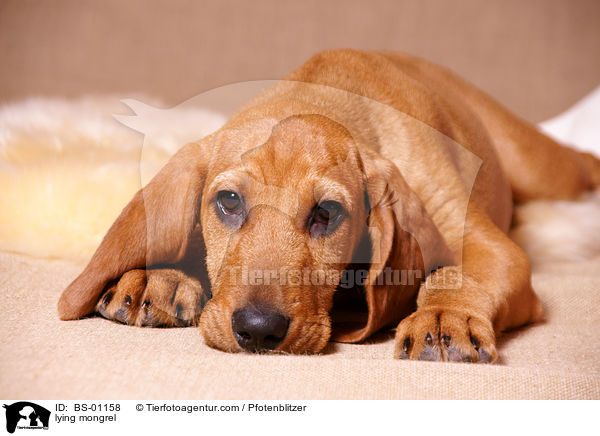 liegender Beagle-Griffon-Mix / lying mongrel / BS-01158