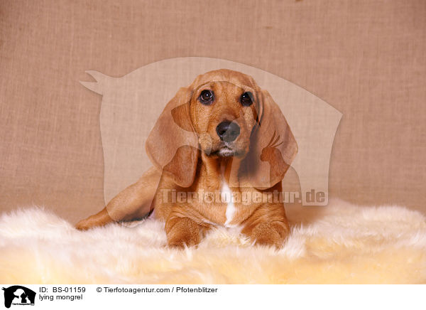 liegender Beagle-Griffon-Mix / lying mongrel / BS-01159