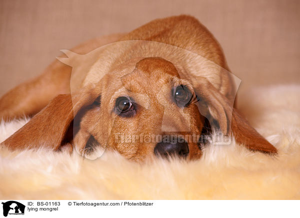 liegender Beagle-Griffon-Mix / lying mongrel / BS-01163