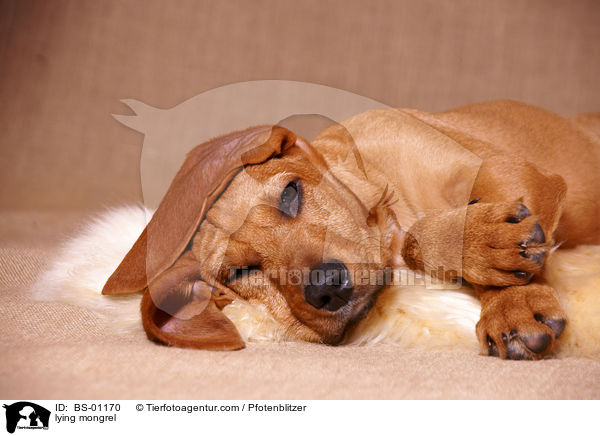 liegender Beagle-Griffon-Mix / lying mongrel / BS-01170