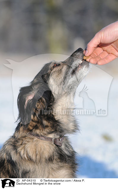 Dackel-Mischling / Dachshund Mongrel in the snow / AP-04310