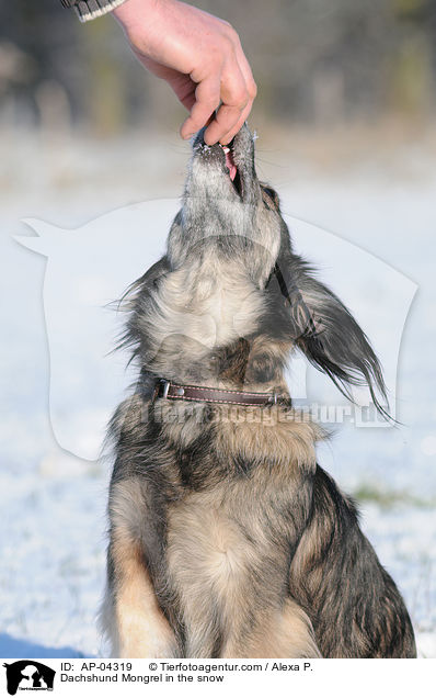 Dackel-Mischling / Dachshund Mongrel in the snow / AP-04319