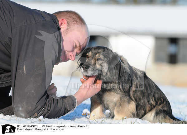 Dackel-Mischling / Dachshund Mongrel in the snow / AP-04323