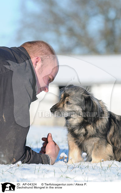 Dackel-Mischling / Dachshund Mongrel in the snow / AP-04324