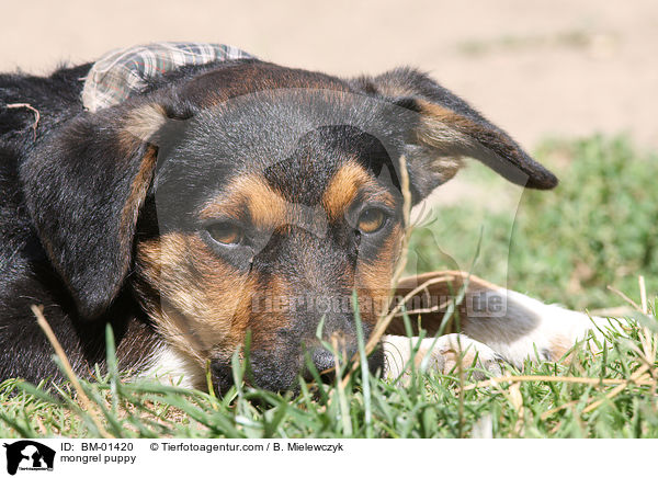 mongrel puppy / BM-01420