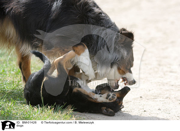 dogs / BM-01426