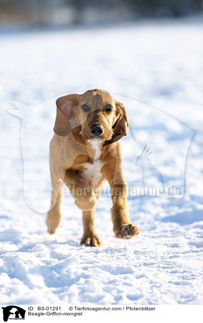 Beagle-Griffon-mongrel / BS-01291