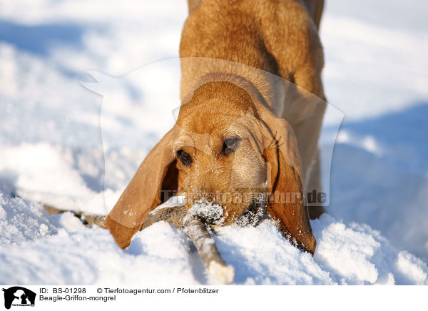 Beagle-Griffon-Mischling / Beagle-Griffon-mongrel / BS-01298