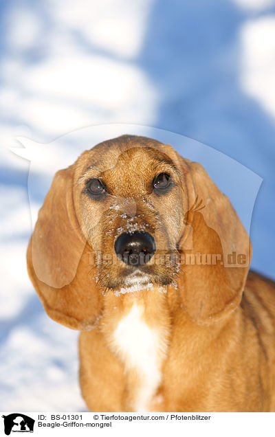 Beagle-Griffon-Mischling / Beagle-Griffon-mongrel / BS-01301