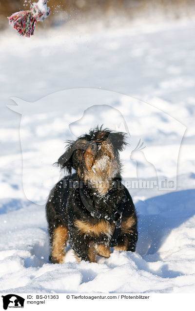 Havaneser-Deutscher-Jagdterrier-Mischling / mongrel / BS-01363