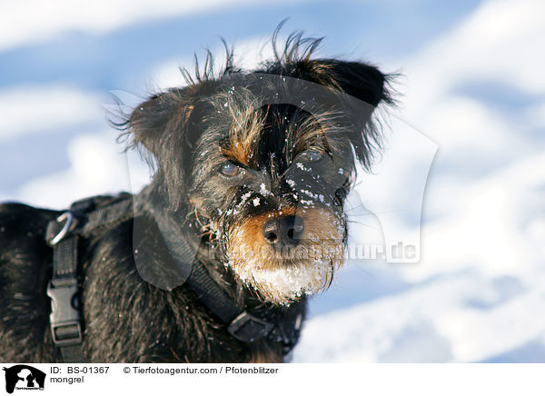 Havaneser-Deutscher-Jagdterrier-Mischling / mongrel / BS-01367