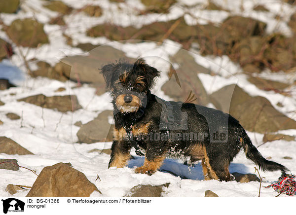 Havaneser-Deutscher-Jagdterrier-Mischling / mongrel / BS-01368