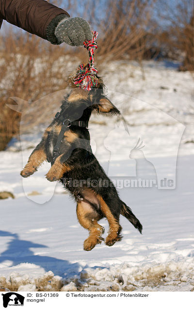 Havaneser-Deutscher-Jagdterrier-Mischling / mongrel / BS-01369