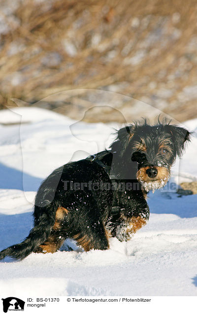 Havaneser-Deutscher-Jagdterrier-Mischling / mongrel / BS-01370