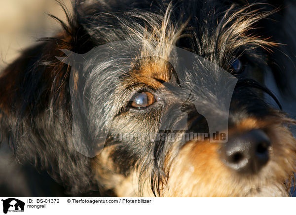 Havaneser-Deutscher-Jagdterrier-Mischling / mongrel / BS-01372