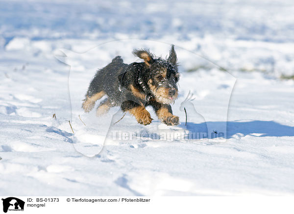 Havaneser-Deutscher-Jagdterrier-Mischling / mongrel / BS-01373