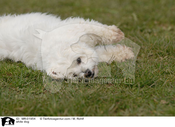 weier Hund / white dog / MR-01954