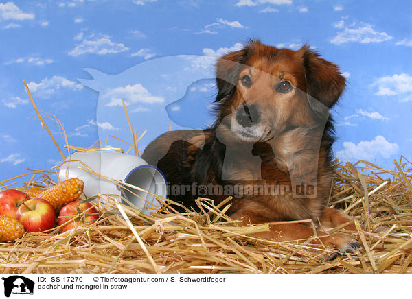 Dackel-Mischling im Stroh / dachshund-mongrel in straw / SS-17270