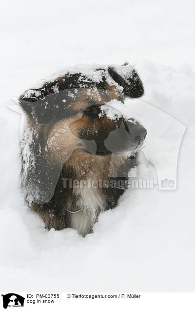 Hund im Schnee / dog in snow / PM-03755