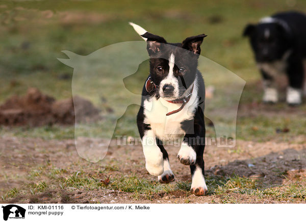 mongrel puppy / KMI-01116