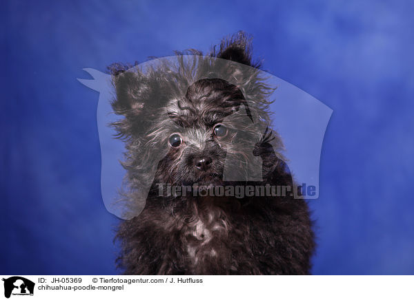 Chihuahua-Zwergpudel-Mix / chihuahua-poodle-mongrel / JH-05369