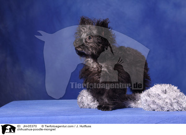 Chihuahua-Zwergpudel-Mix / chihuahua-poodle-mongrel / JH-05370