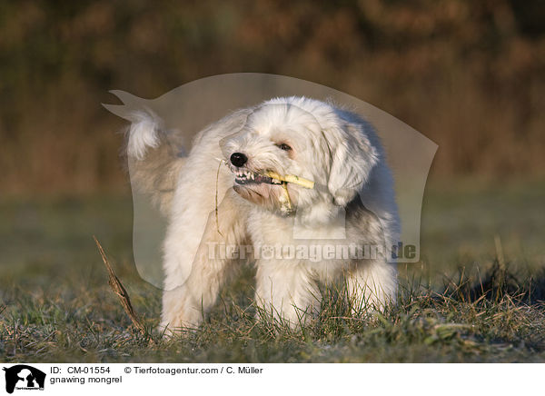knabbernder Tibet-Terrier-Sheltie-Mischling / gnawing mongrel / CM-01554