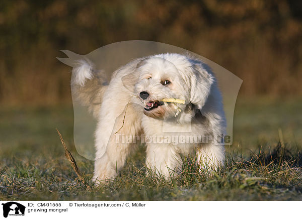 knabbernder Tibet-Terrier-Sheltie-Mischling / gnawing mongrel / CM-01555