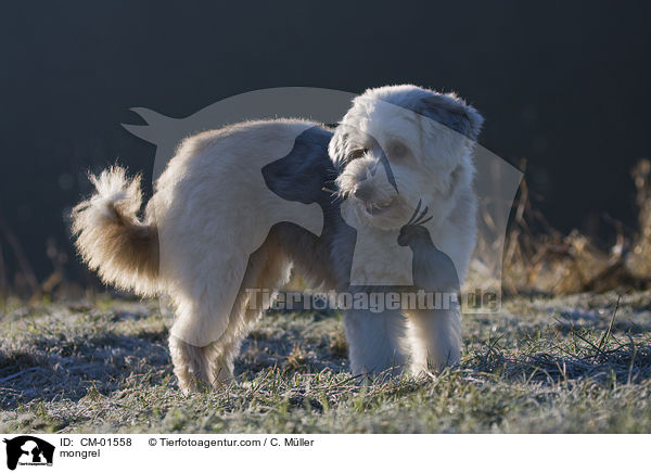 Tibet-Terrier-Sheltie-Mischling / mongrel / CM-01558