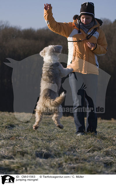springender Tibet-Terrier-Sheltie-Mischling / jumping mongrel / CM-01563