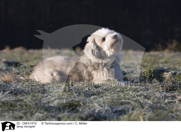 liegender Tibet-Terrier-Sheltie-Mischling / lying mongrel / CM-01570