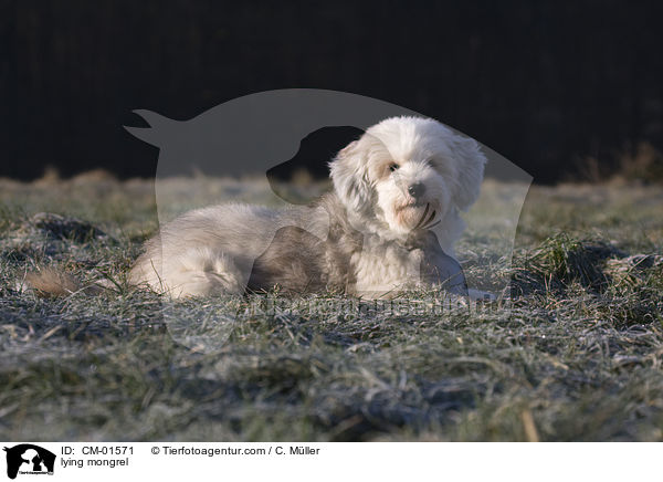 liegender Tibet-Terrier-Sheltie-Mischling / lying mongrel / CM-01571