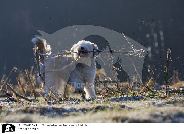 spielender Tibet-Terrier-Sheltie-Mischling / playing mongrel / CM-01574