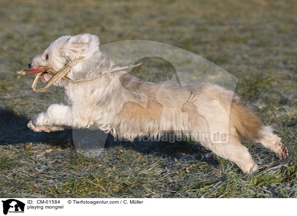 spielender Tibet-Terrier-Sheltie-Mischling / playing mongrel / CM-01584