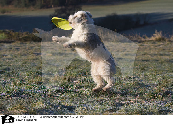 spielender Tibet-Terrier-Sheltie-Mischling / playing mongrel / CM-01589