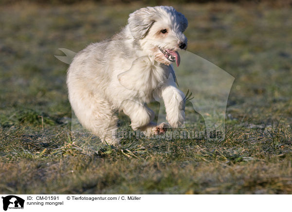 rennender Tibet-Terrier-Sheltie-Mischling / running mongrel / CM-01591