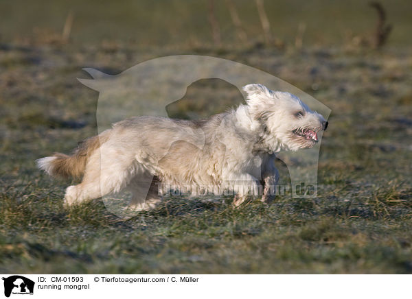rennender Tibet-Terrier-Sheltie-Mischling / running mongrel / CM-01593