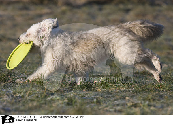 spielender Tibet-Terrier-Sheltie-Mischling / playing mongrel / CM-01594