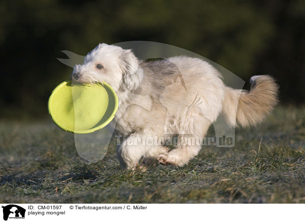 spielender Tibet-Terrier-Sheltie-Mischling / playing mongrel / CM-01597