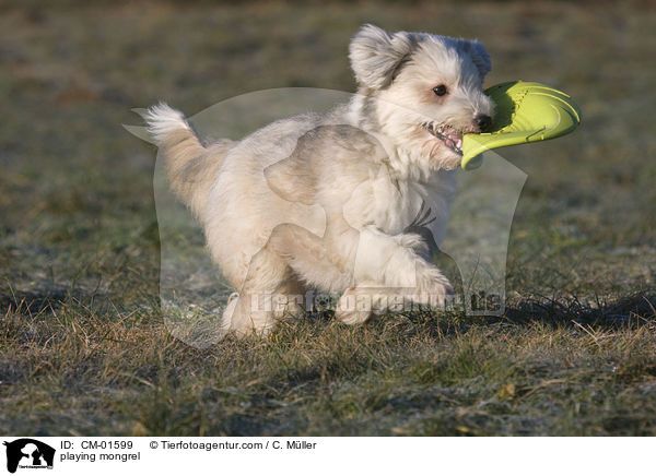 spielender Tibet-Terrier-Sheltie-Mischling / playing mongrel / CM-01599