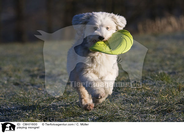 spielender Tibet-Terrier-Sheltie-Mischling / playing mongrel / CM-01600