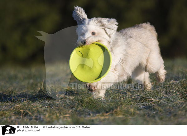 spielender Tibet-Terrier-Sheltie-Mischling / playing mongrel / CM-01604