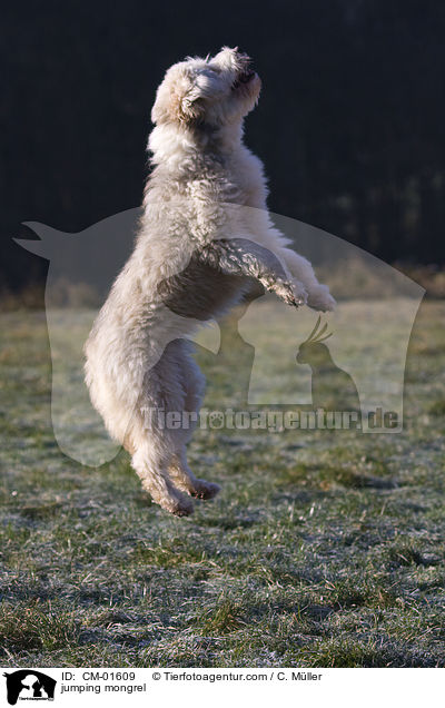 springender Tibet-Terrier-Sheltie-Mischling / jumping mongrel / CM-01609