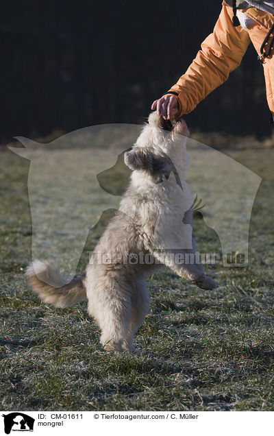 Tibet-Terrier-Sheltie-Mischling / mongrel / CM-01611