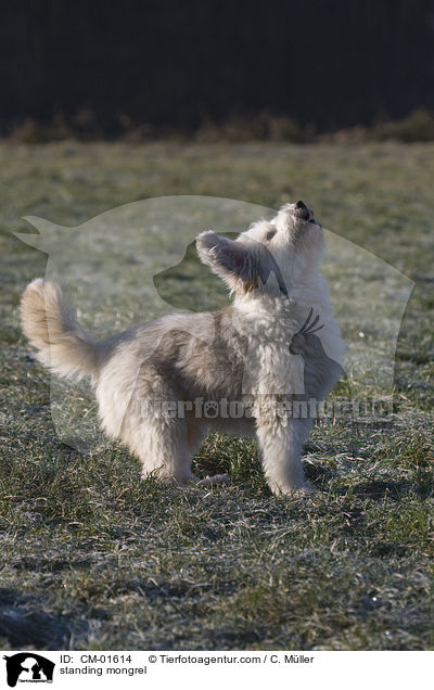 stehender Tibet-Terrier-Sheltie-Mischling / standing mongrel / CM-01614
