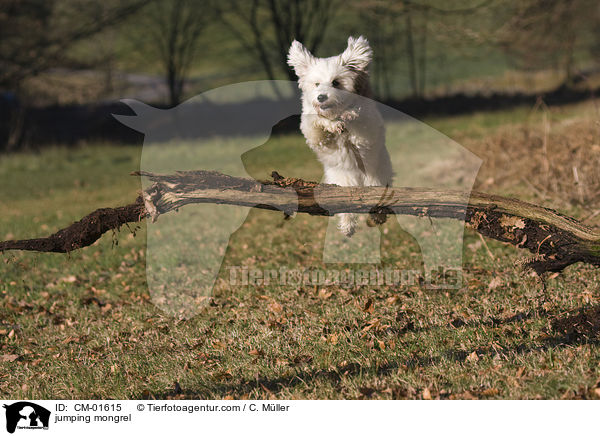 springender Tibet-Terrier-Sheltie-Mischling / jumping mongrel / CM-01615